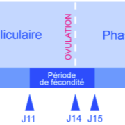 Courbe de température biphasique