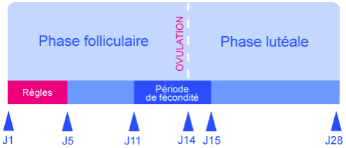 Courbe de température biphasique