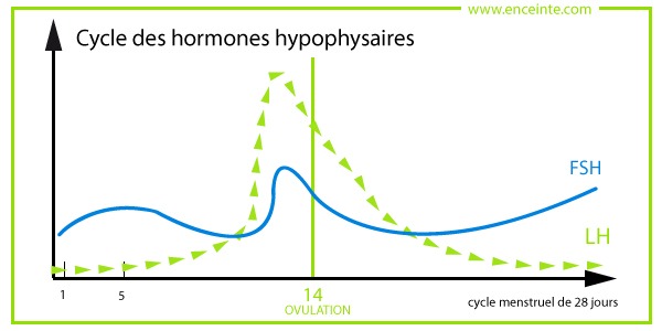 cycle des hormones hypophysaires