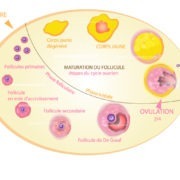 cycle menstruel et maturation du follicule les étapes du cycle ovarien