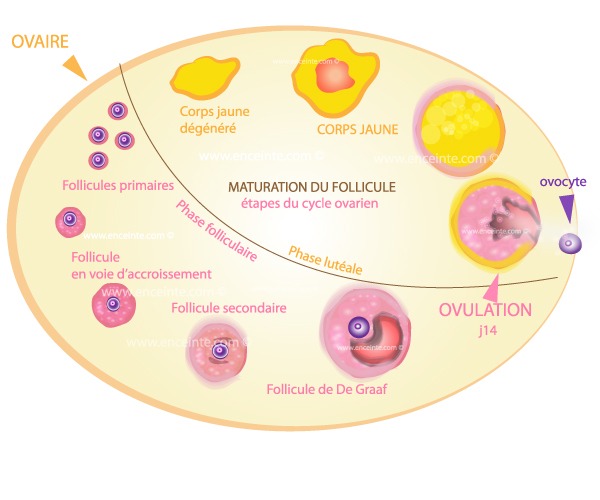 cycle menstruel et maturation du follicule les étapes du cycle ovarien