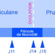 follicule ovarien et cycle menstruel