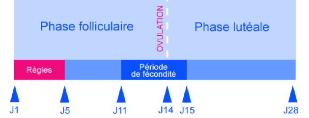 follicule ovarien et cycle menstruel