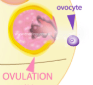 mon ovulation
